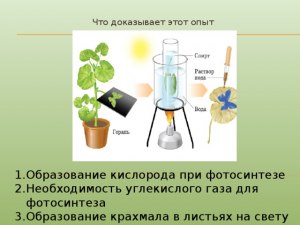 Как называется аппаратура,доказывающая,что камень дышит?Как её собрать?