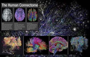 Как составить коннектом мозга человека?