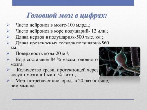 Сколько видов нейронов в мозге человека?