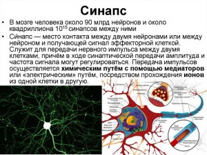 Какое среднее напряжение в электроцепях между нейронами мозга человека?