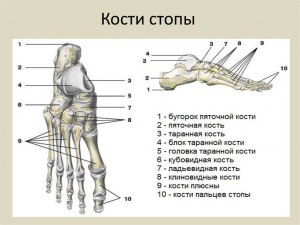 Сколько костей находится в стопе человека?