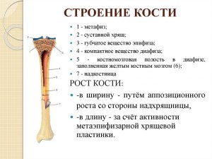 Что будет с человеком, если удалить ему кость или часть кости?