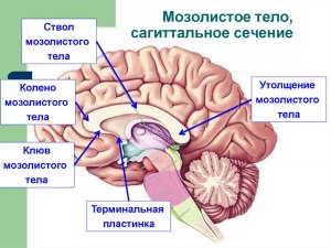 Какая функция мозолистого тела, важна для гармоничного функционирования?