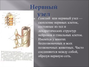 В чём отличие нервного центра от нервного узла​?