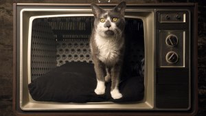 Можно ли починить телевизор, если его пометил кот? Как?