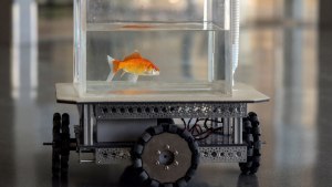 Зачем израильские учёные сделали машину для рыб (см)?