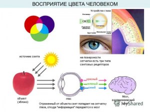 Как человеческий глаз воспринимает цвета?
