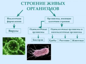 Какие организмы имеют неклеточное строение?