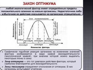 Что такое зона кислородного минимума в биологии?