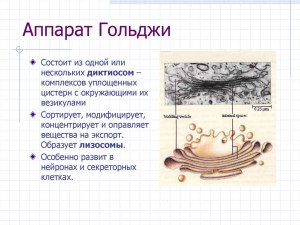 В клетках каких тканей наиболее развит аппарат Гольджи?