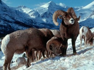 Какое животное обитает на севере Гренландии,его родственники горные бараны?