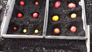 Пора ли в сентябре сеять томаты для зимнего огорода?