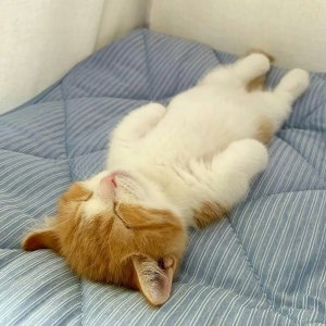 Почему кошка дёргает лапами, когда спит или просто лежит?
