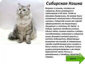 Какая кошка - сибирская или британская? Как определить?