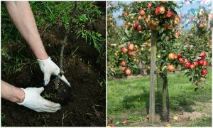 В малиннике растет яблоня, что делать?