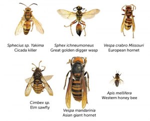 В какое время осы/пчёлы/шершни перестают быть активными?
