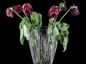 Какие есть средства реанимировать увядшую розу в букете?
