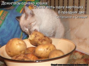 Можно ли кошкам отварной картофель?