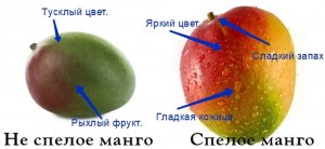 От чего зависит вкус фрукта: от сорта или климатических условий?