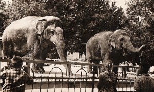 Кто был в первой коллекции Ленинградского зоопарка?