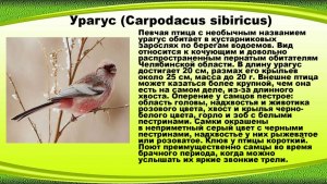 Урагус сибирский: где обитает и что символизирует эта птица?