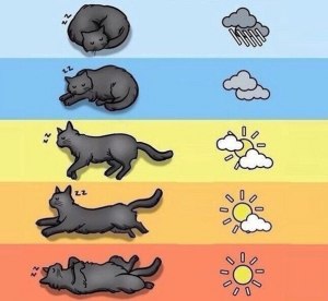 Как по поведению Кота прогнозировать погоду?