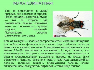 Чем опасна муха? Есть ли от обычной мухи опасность?