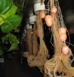 Как выращивать картофель без земли, в воздухе?
