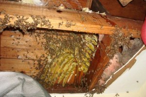 Что делать с медоносными пчелами, которые завелись на чердаке?