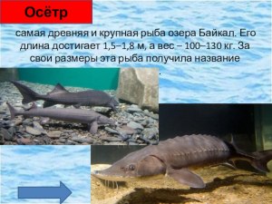 Какая самая древняя и самая крупная рыба из обитающих в озере Байкал?