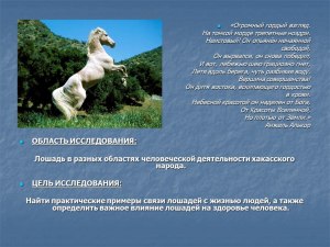 Могут ли лошади оказывать на человека влияние?