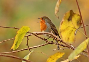 Какие птицы поют осенью?