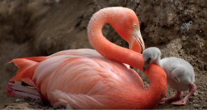Как фламинго выводят потомство?
