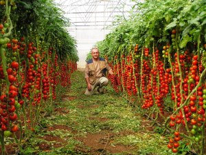 Что делать с большим урожаем помидоров черри?