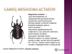 Какой месяц дал название распространенному роду жуков?