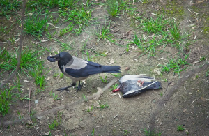 Почему вороны нападают на голубей, убивают их?