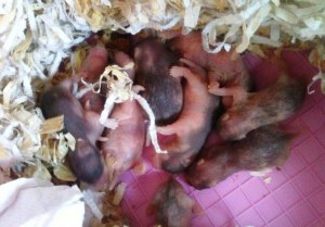 Какие сроки беременности у Джунгарской хомячихи и на каких сроках рожает?