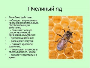 Какая кровь у пчел и есть ли она?