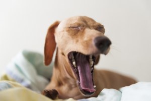 Почему собака зевает когда ее ругаешь?