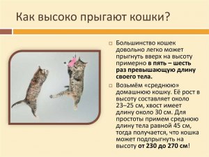 Может ли мышь прыгнуть на человека? В каких случаях?