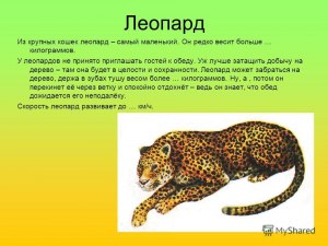 Какую скорость развивает леопард при атаке (охоте)?