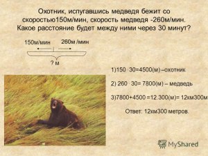 Какую скорость развивает медведь при атаке?