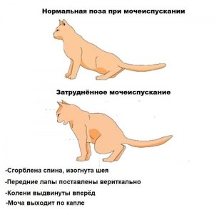 Почему кошка ставит передние лапы как балерина, в стороны, и так ходит?