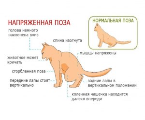 Что может быть твердое в животе у кошки?