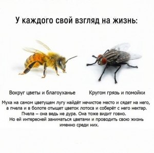 Кто естественный враг комнатной мухи и какие запахи она терпеть не может?