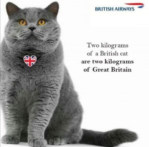 Почему британскому парламенту не разрешили взять на работу кота?