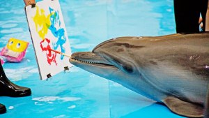 Как думают дельфины?