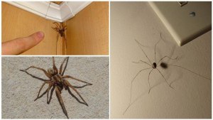 Чем питаются пауки, которые сами заводятся дома, если в квартире нет мушек?