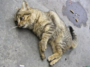 Съев осу кот/кошка умрёт?