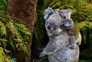 Мягкие ли коалы на ощупь?